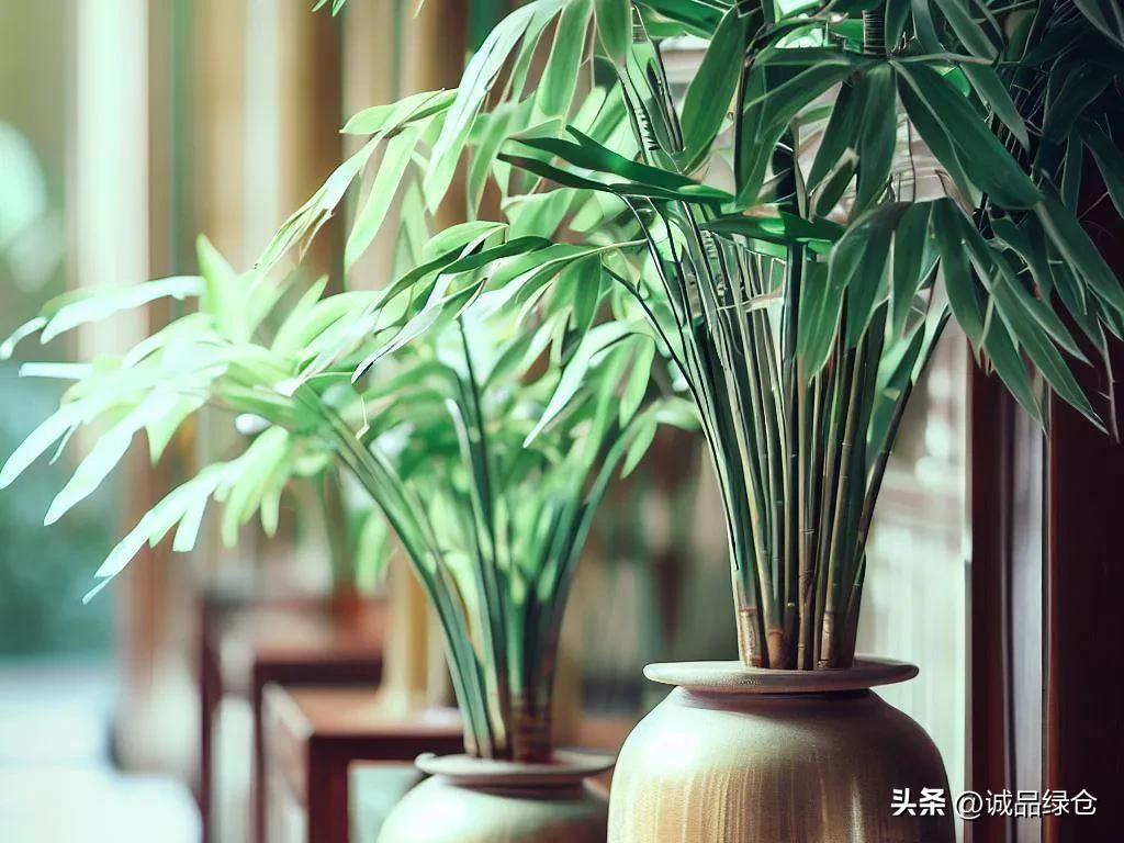 竹子草,竹子一生都是宝堪比草中霸王