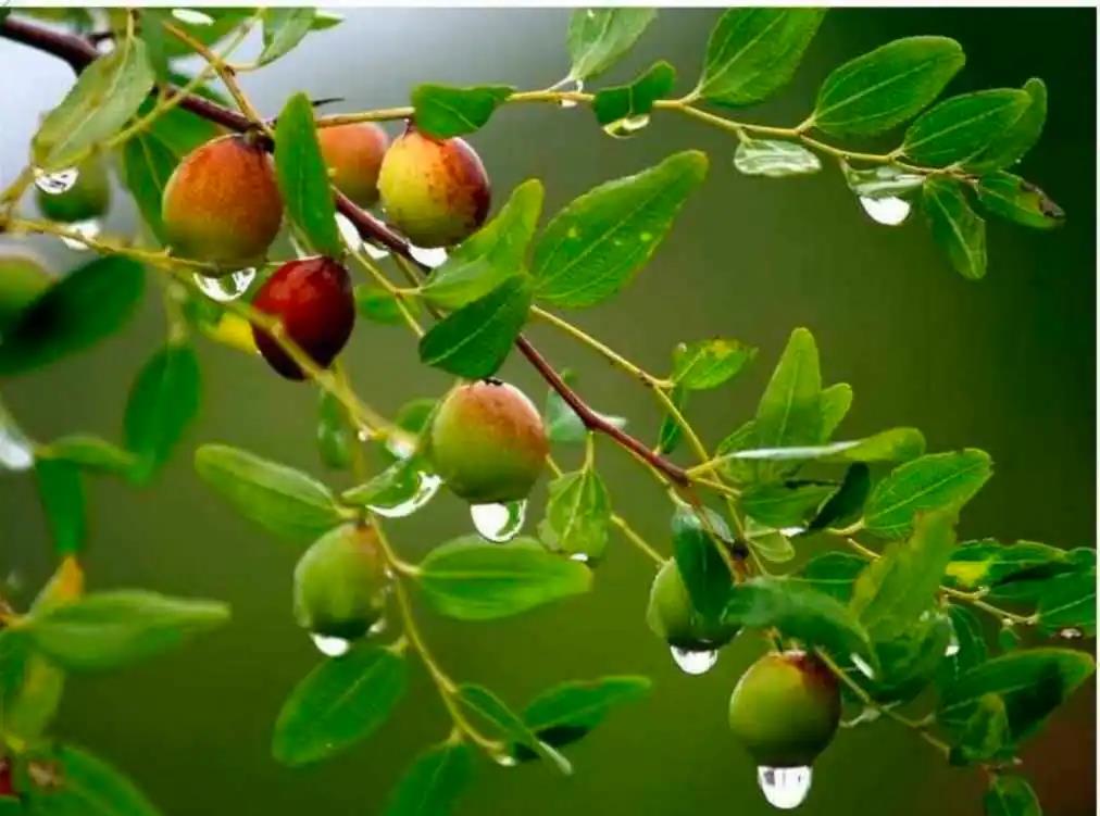 捡钱捡了1000万,中药酸枣仁回收价格多少钱一斤