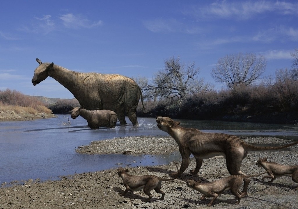 马必须要装马蹄铁吗,马为什么要佩戴马蹄铁