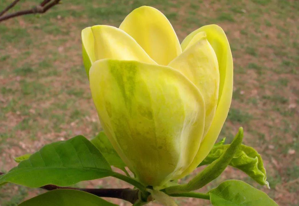 小玉兰是不是也分白玉兰和紫玉兰,白玉兰和黄玉兰的香味一样吗