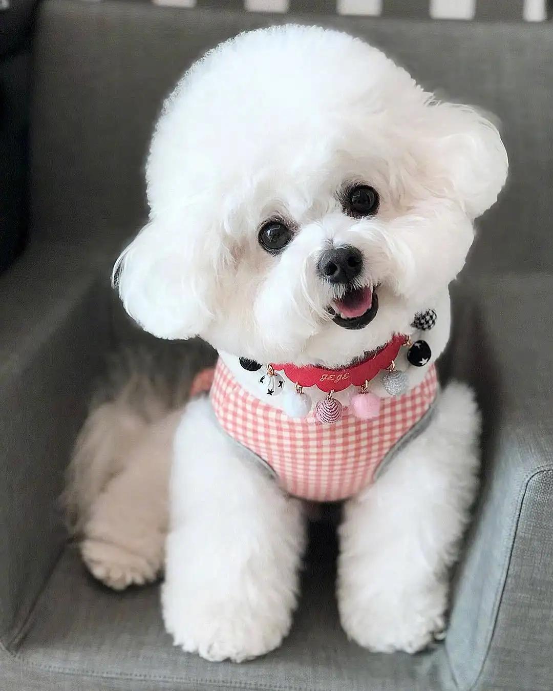 比熊真菌感染脚臭怎么办,比熊脚臭不敢走路怎么办