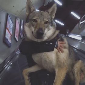 捷克狼犬超帅的照片,捷克狼犬是真的帅