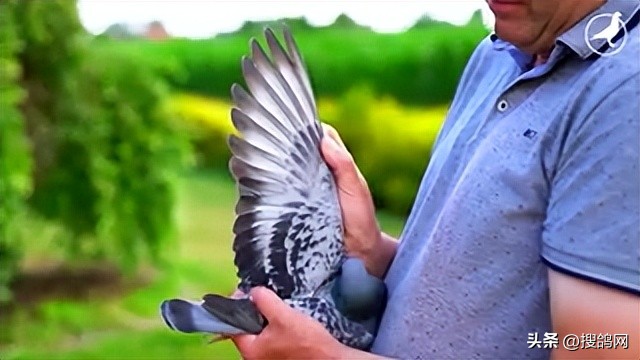 鲁迪狄萨尔信鸽,鲁迪狄萨尔鸽系的特点