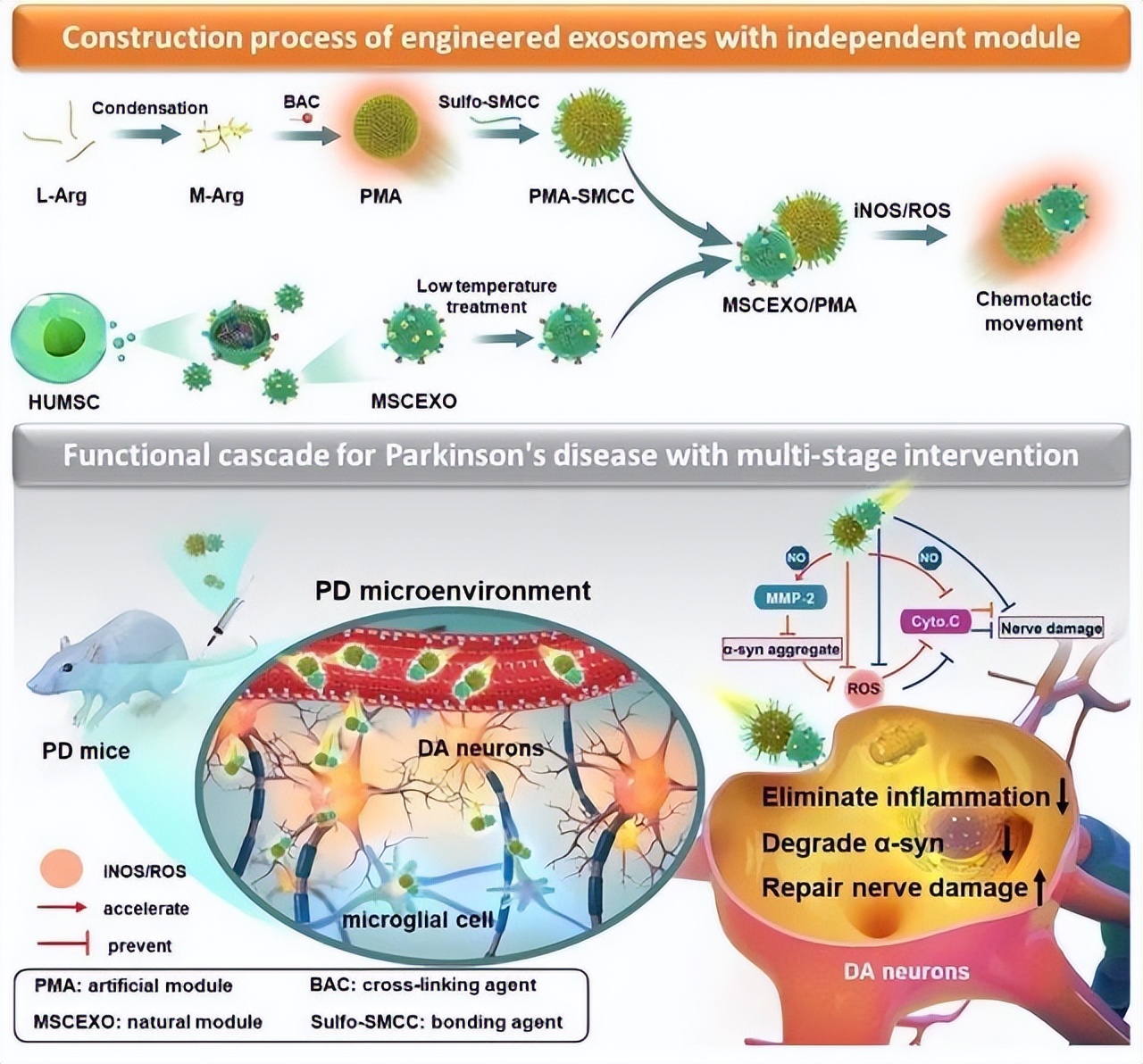 中国治疗帕金森最新进展,江苏哪个医院治疗帕金森病好