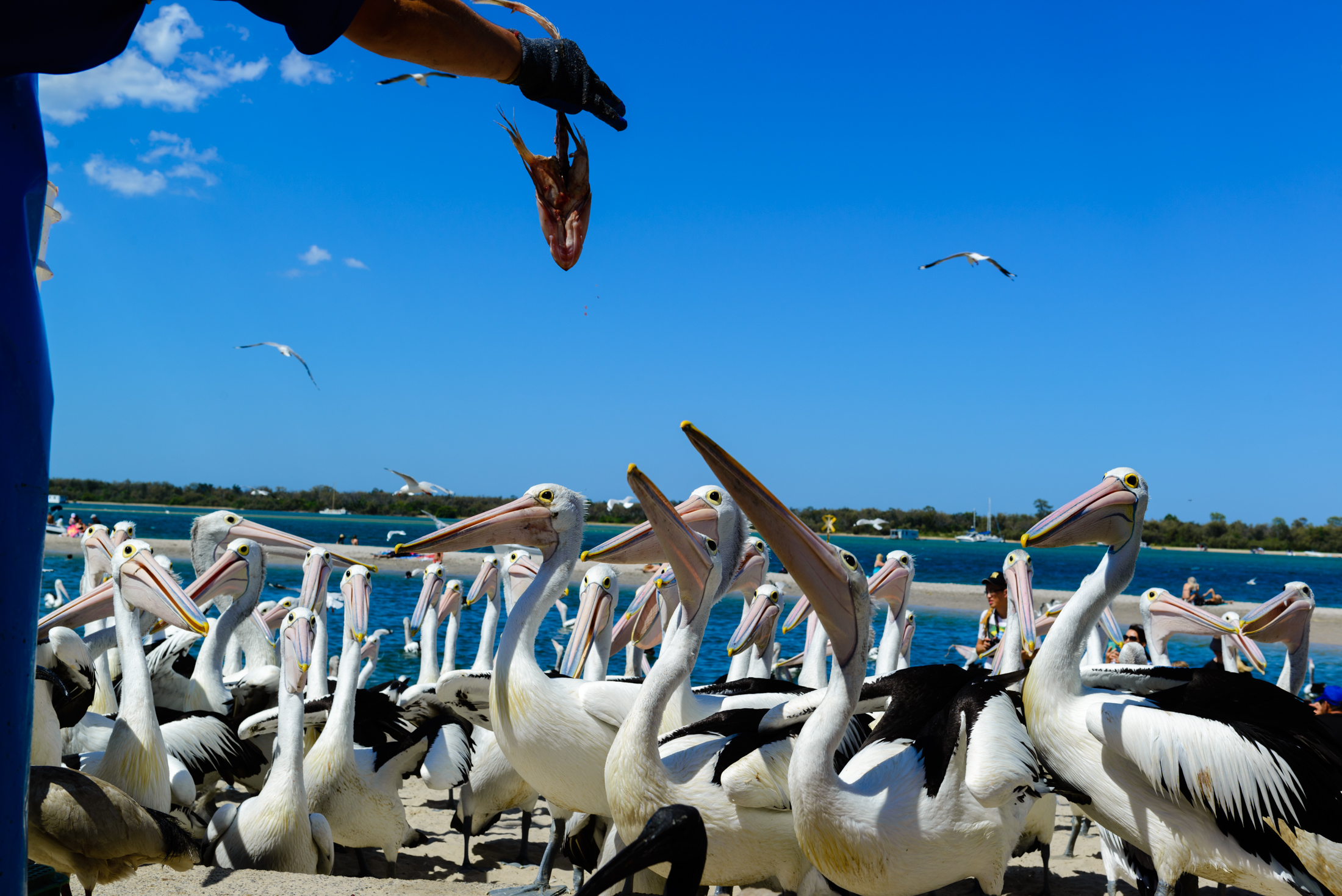 澳洲海边鹈鹕,澳洲黄金海岸鹈鹕