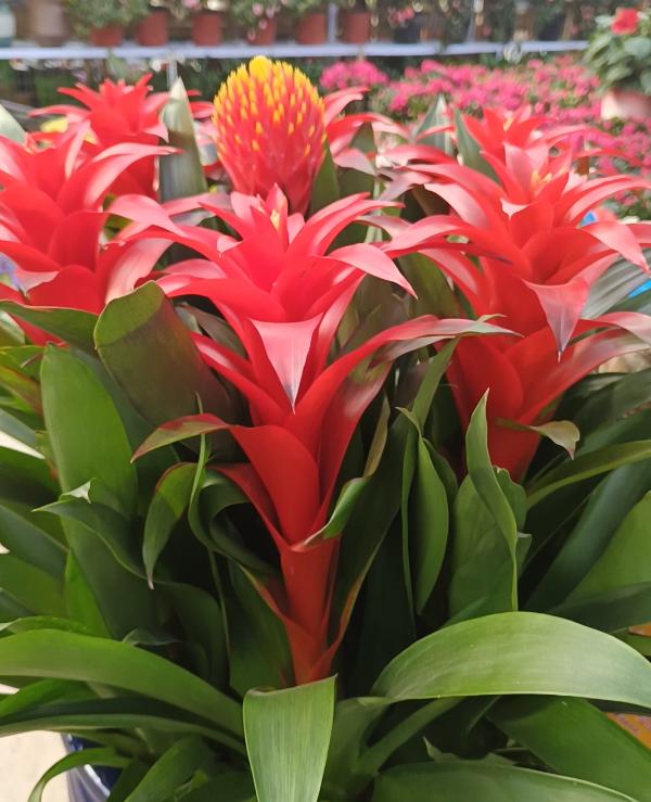 鸿运当头红心烂了怎么处理,鸿运当头出现黄叶是怎么回事