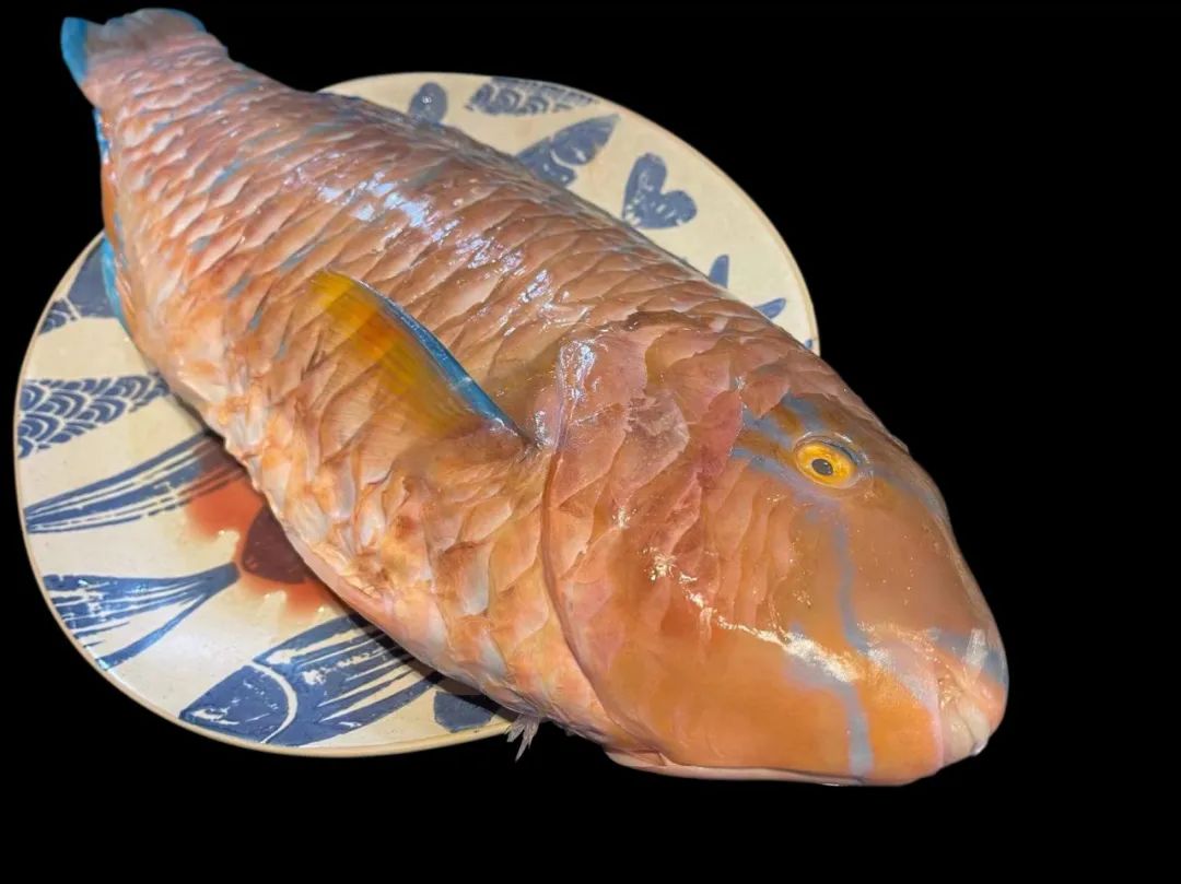 潮爸家7月2日午餐记录,湛江野生鹦鹉鱼,与苏眉青衣齐名海中珍品