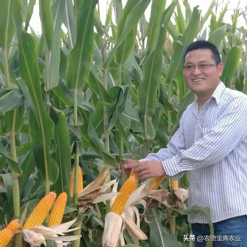 黄金棒yd819产量,黄金棒819玉米种介绍