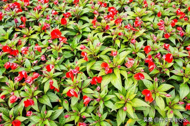 凤仙花指甲笔官方旗舰店,凤仙花歌曲