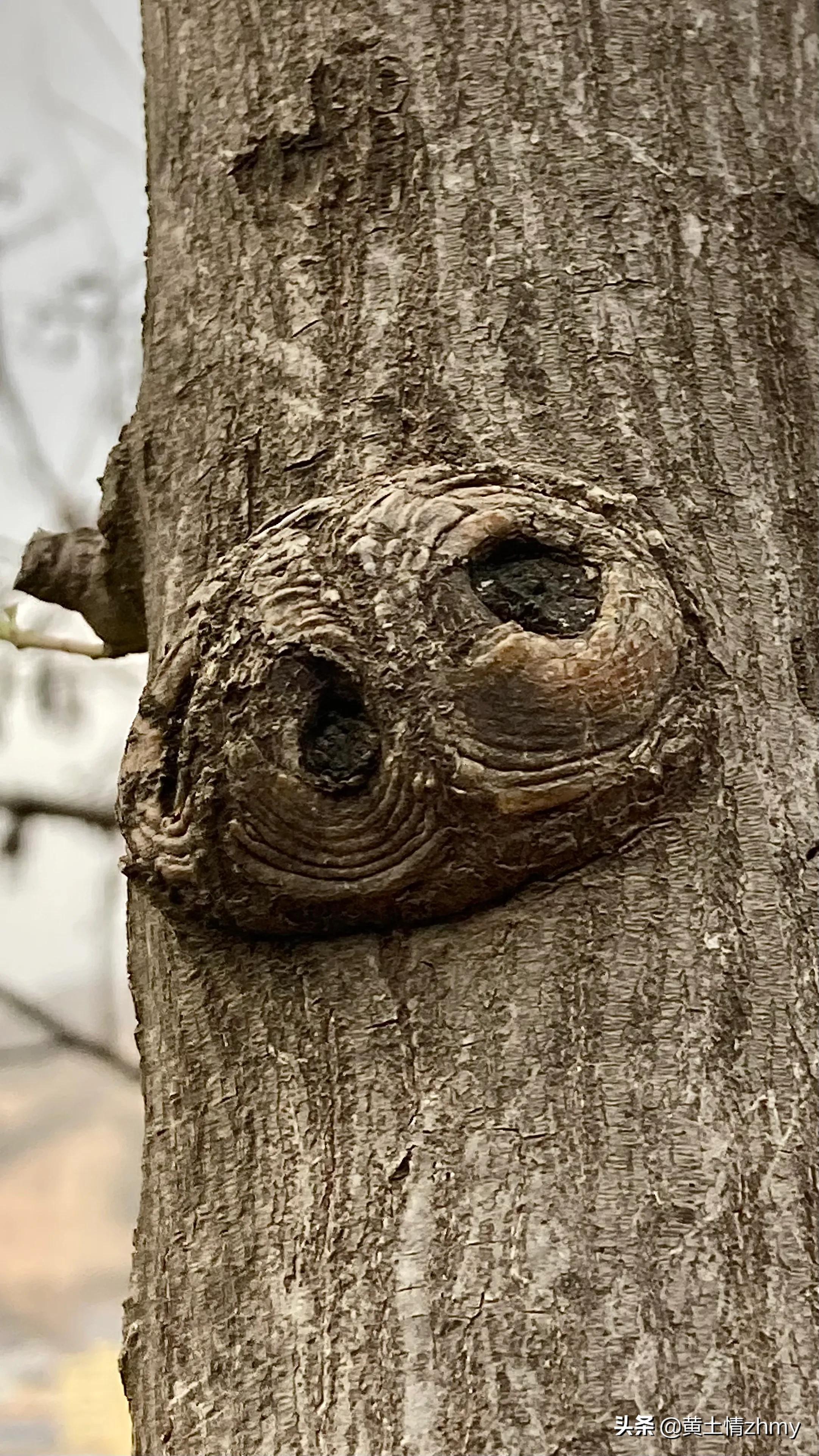 木头瘤疤,奇特的树干造型