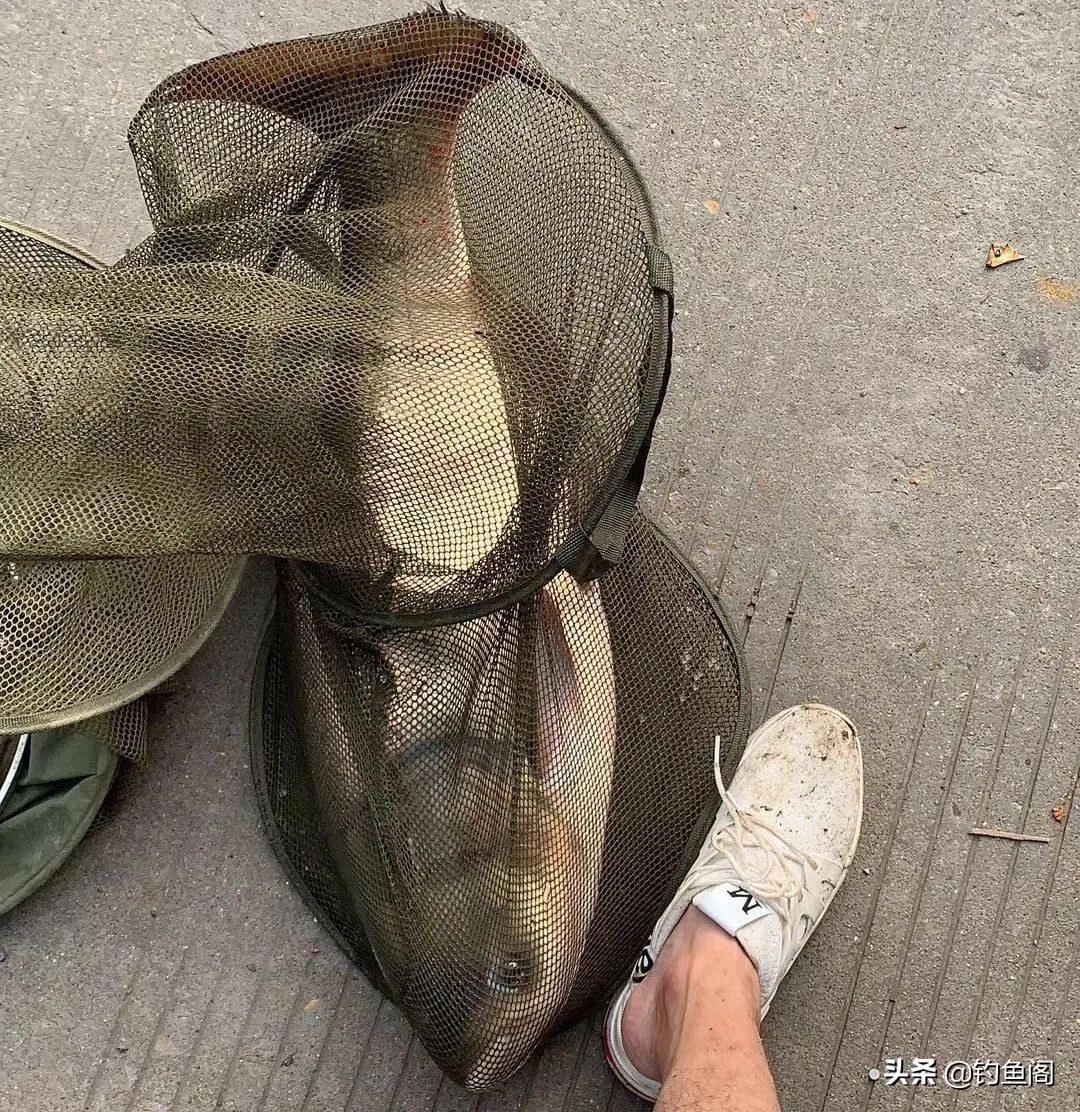 钓花鲢白鲢最好的方法,想钓鲫鱼但钓的都是鳑鲏怎么办