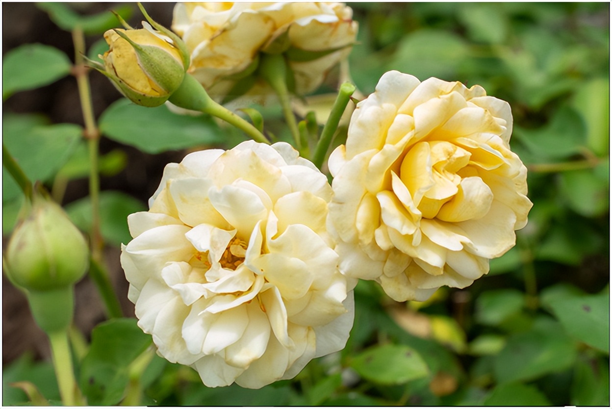 经典玫瑰品种 (玫瑰植物品种)