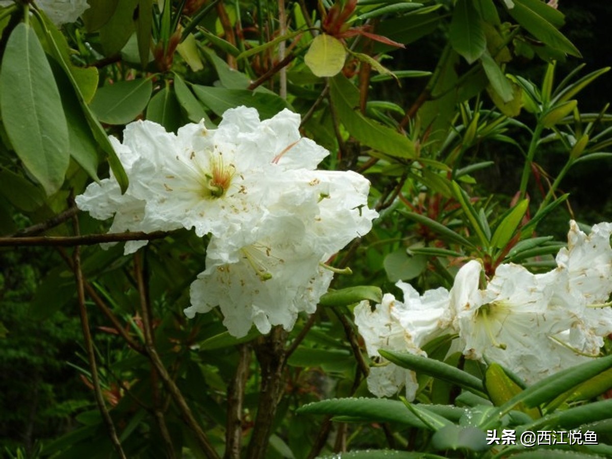 避暑胜地云端,全国四大避暑胜地之一鸡公山