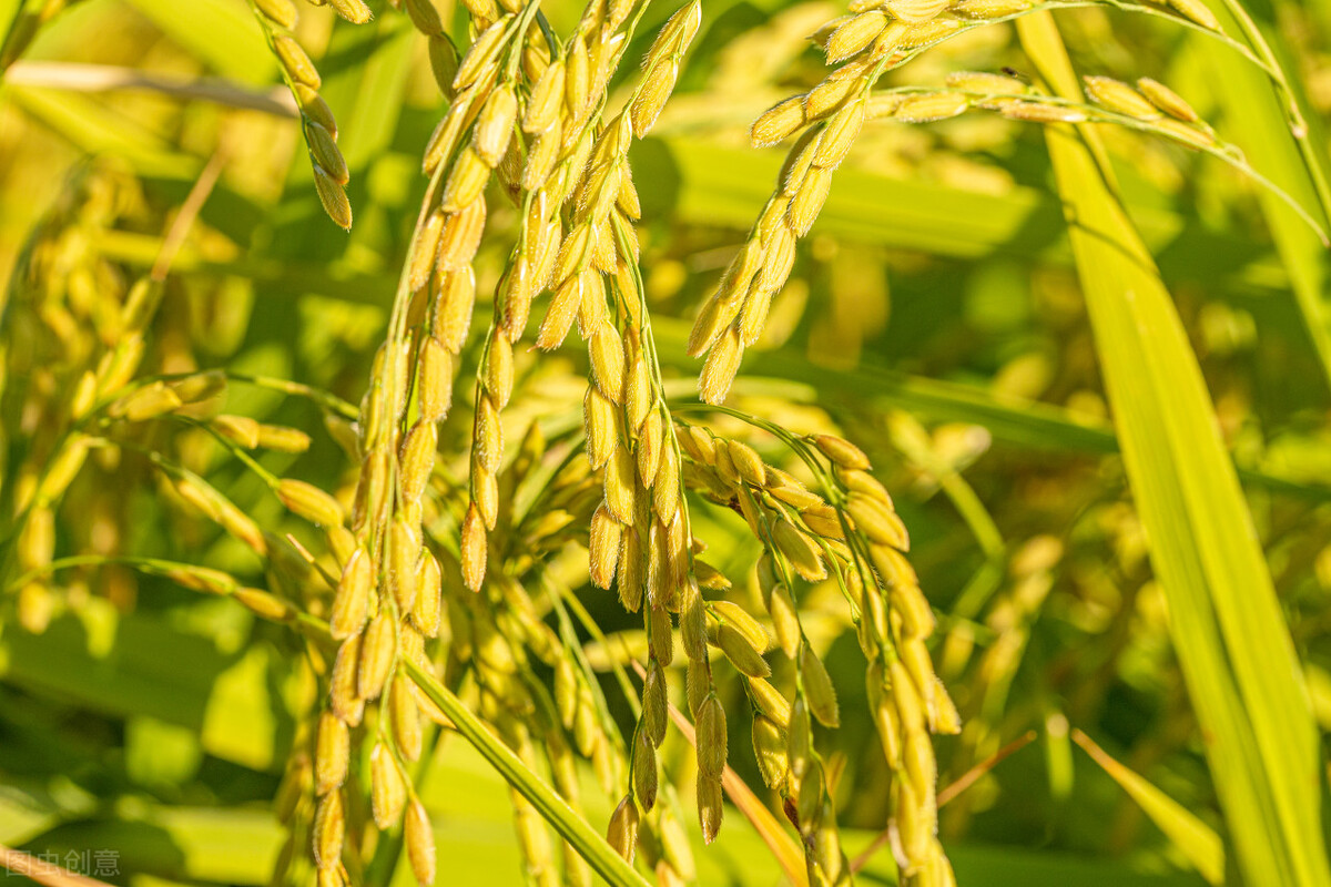 农村乡镇项目,适合农村乡镇做的生意项目