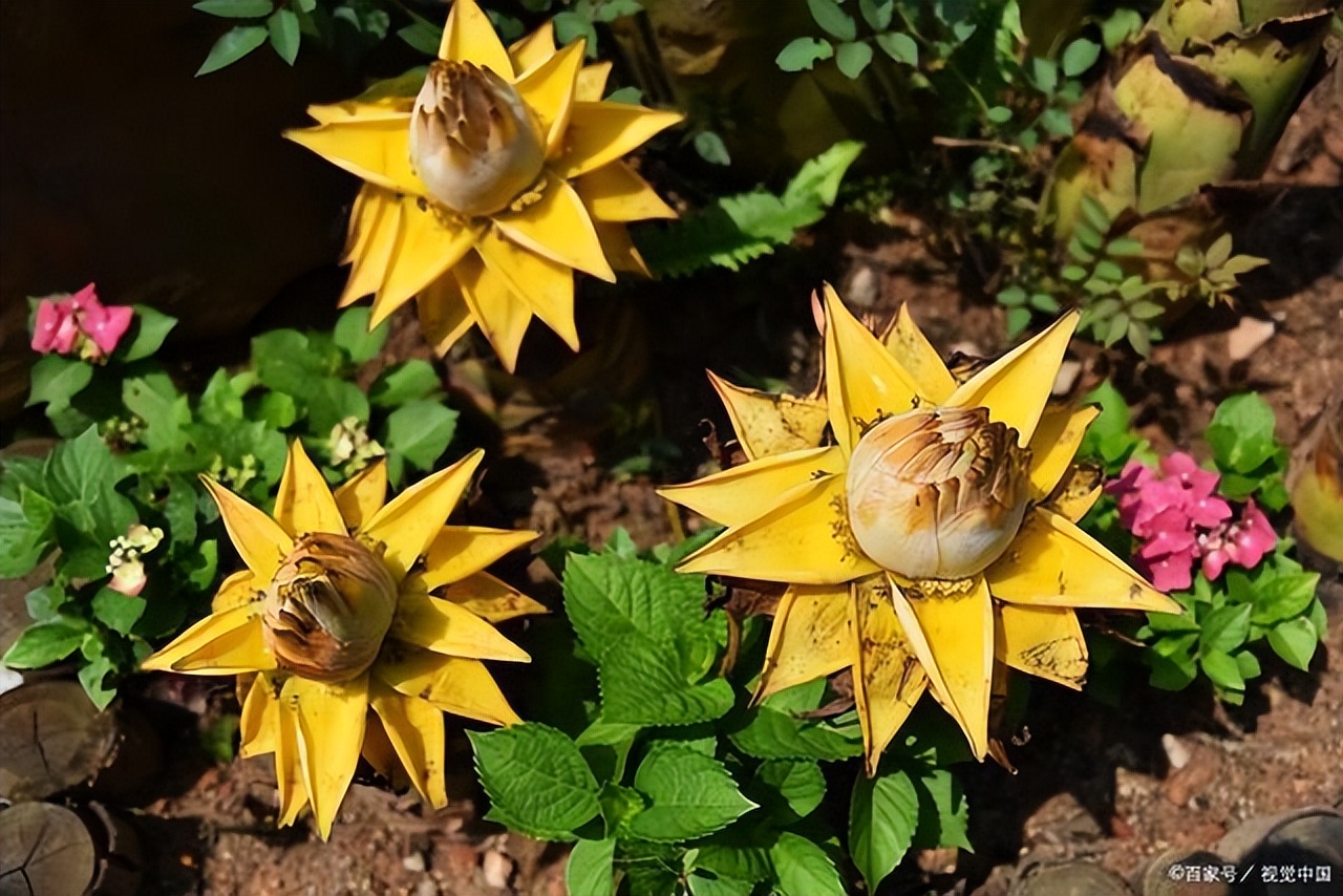 代表富贵吉祥的花草,有寓意的花草名
