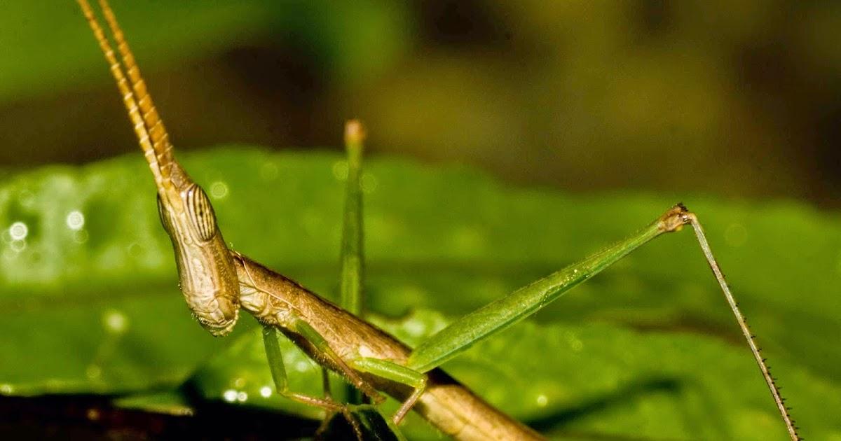 澳大利亚蚱蜢,澳大利亚巨型蚱蜢