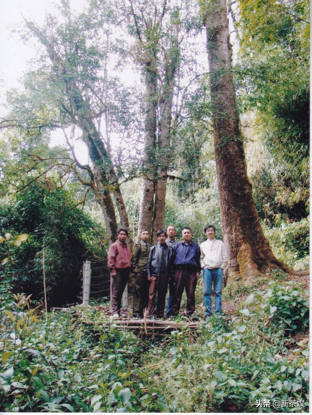 中茶2022年蓝印圆饼,蓝印圆茶2018