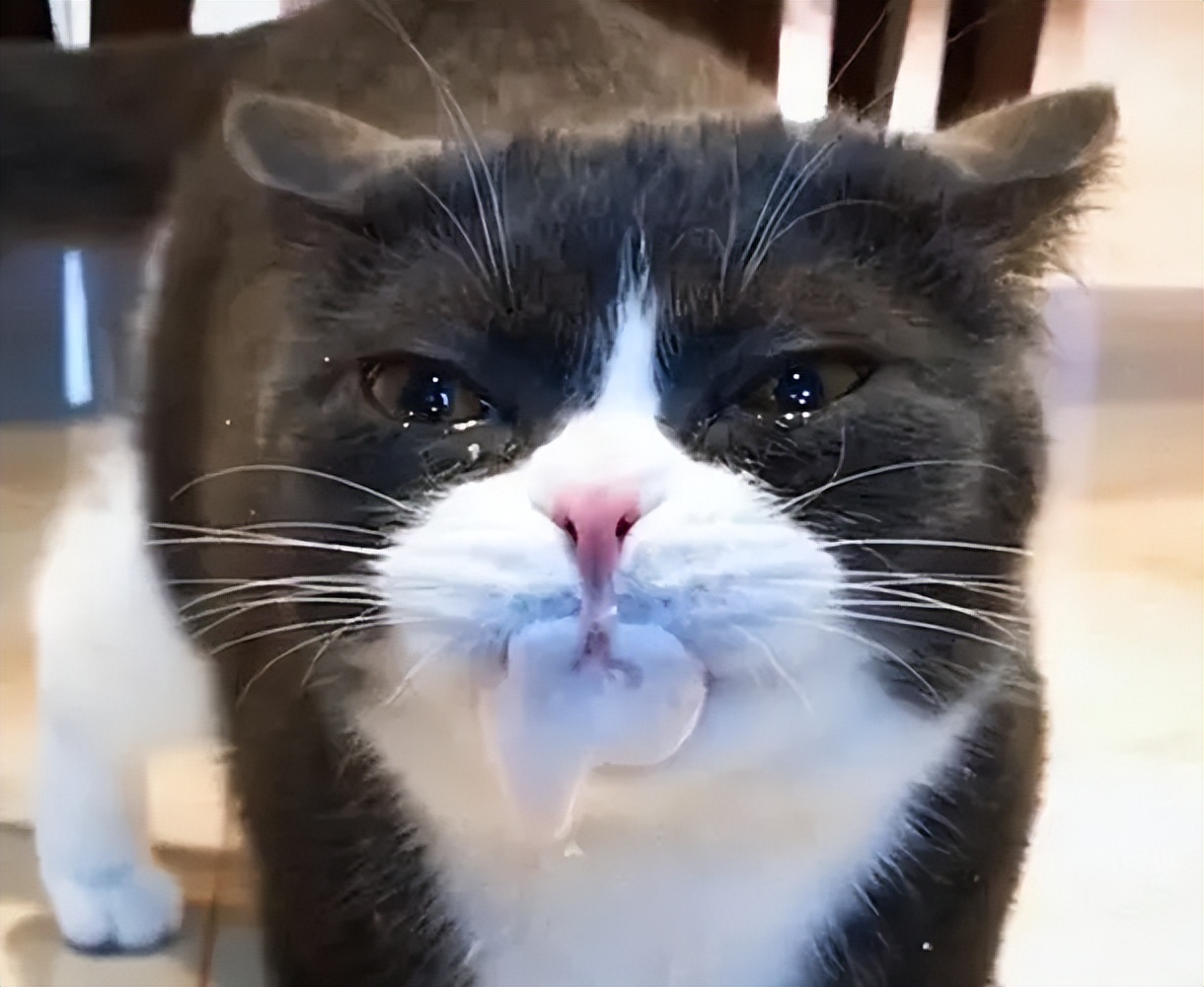 猫咪吃完驱虫药生病怎么办,猫咪驱虫药吃了吐了怎么回事