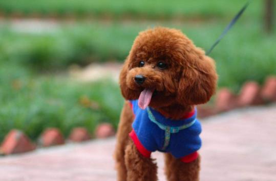 小体泰迪饲养的注意事项,新手养泰迪的注意事项