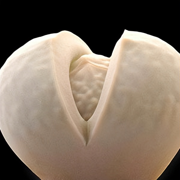 102个大类近500个多肉植物图片，都极其美丽，建议在家中也养一盆