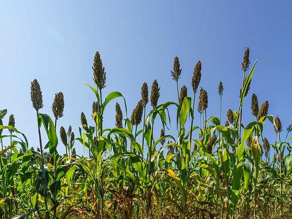 高粱种子图片大全,大片高粱成熟图片