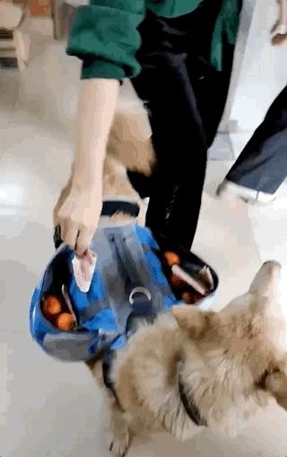 土狗月薪3000,小土狗打工