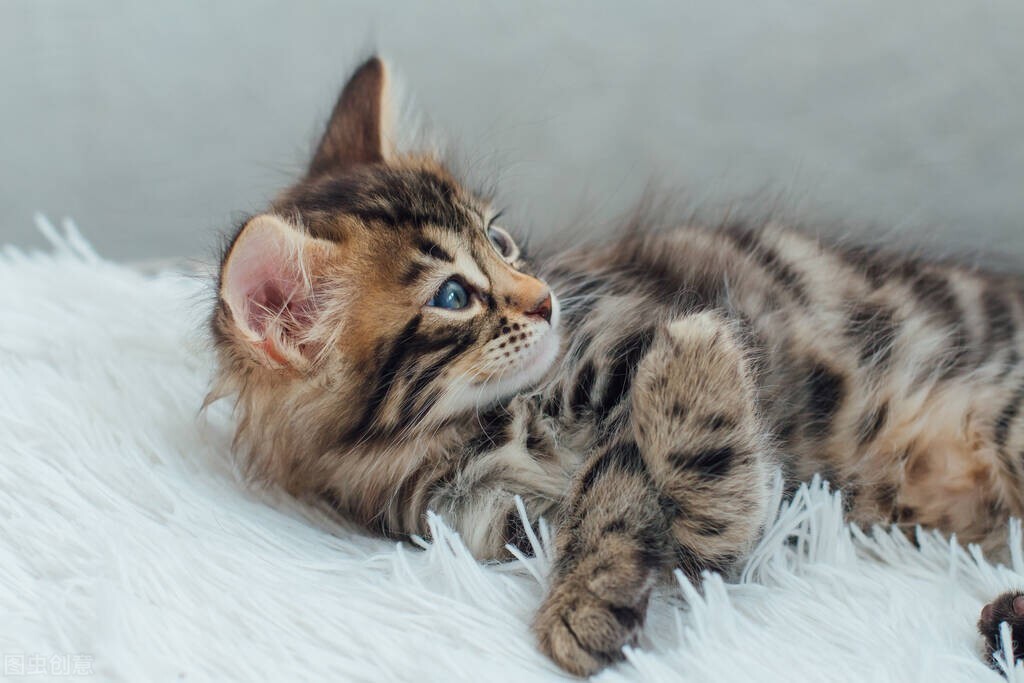 养猫怎么提高幸福感,猫咪提高免疫力吃什么维生素