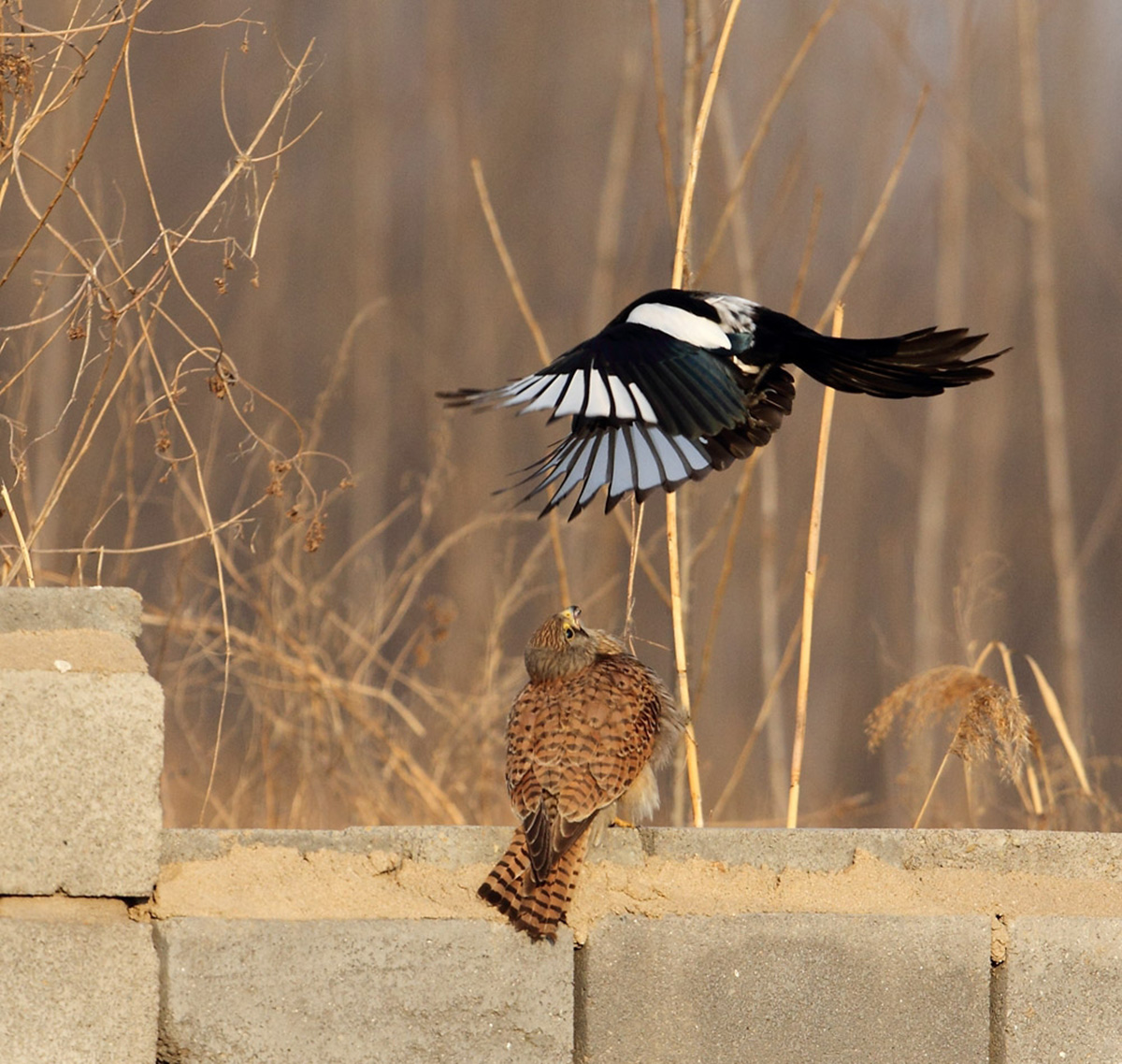 老鹰不吃喜鹊喜鹊为何没泛滥成灾,喜鹊很坏为何被视为吉祥鸟