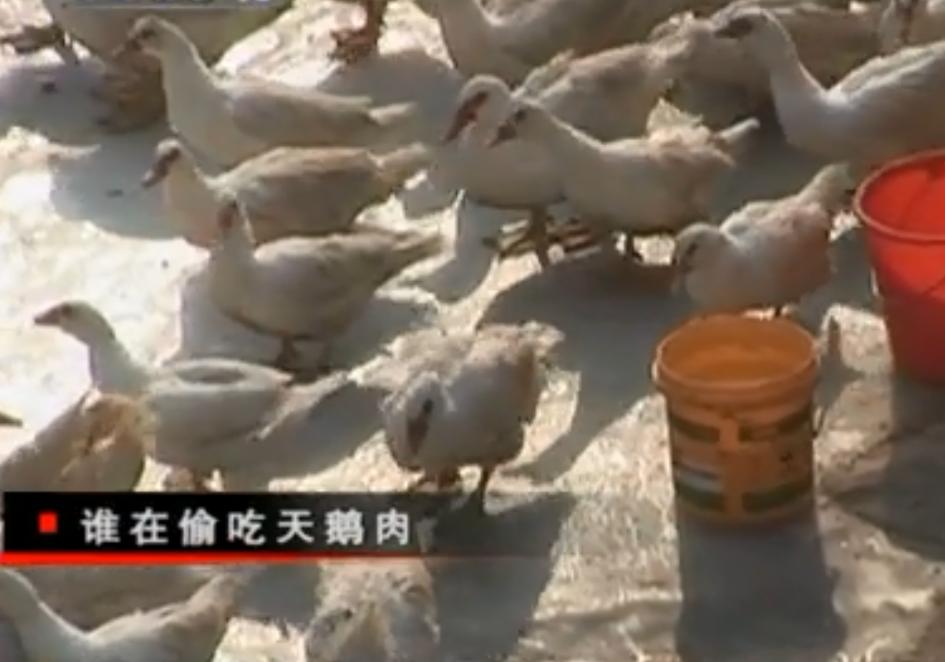 黑天鹅被盗事件,天鹅失踪事件