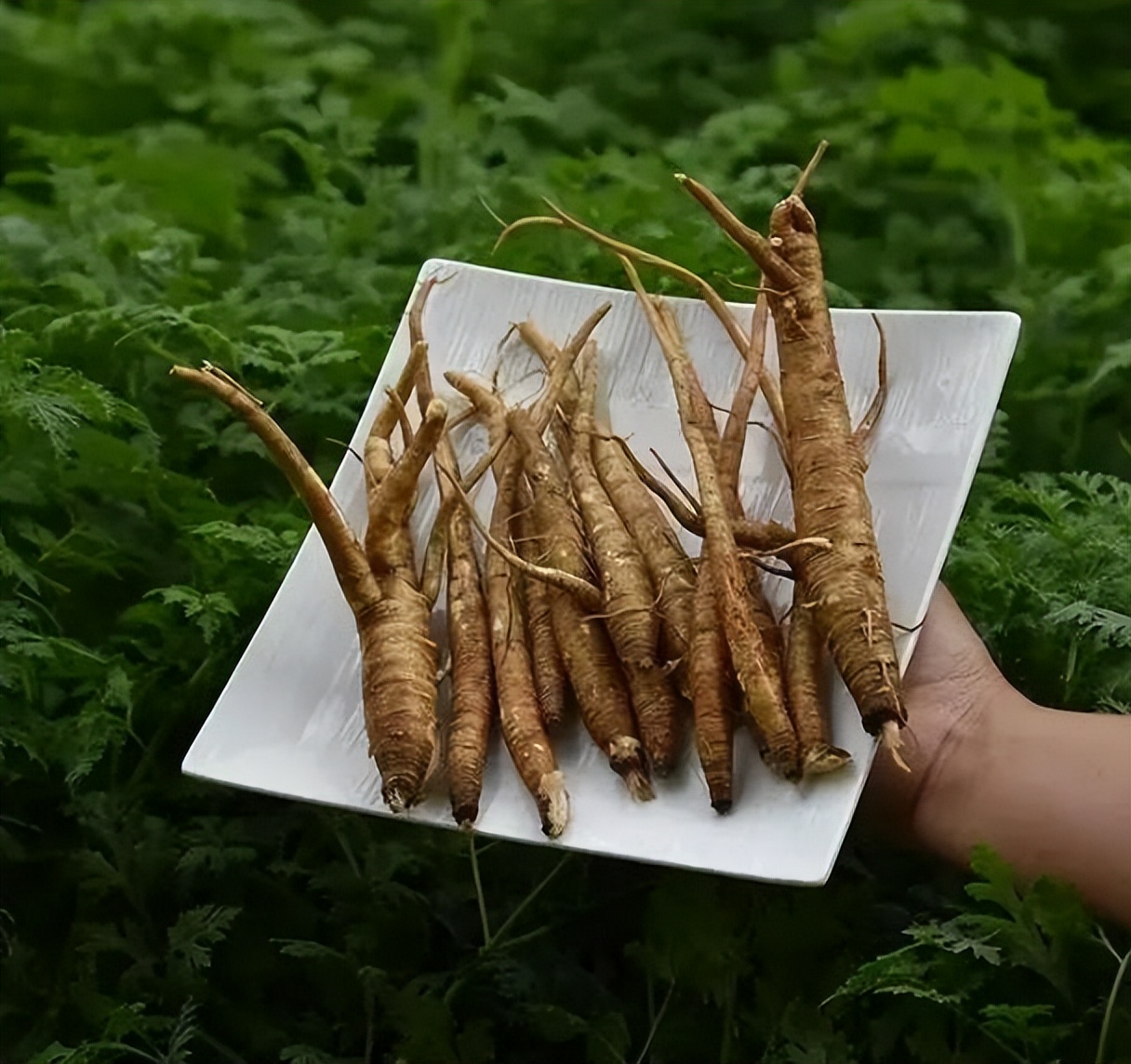 中药变毒物,中药变“毒药”