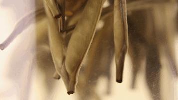 白茶为什么会返青,华源的白牡丹