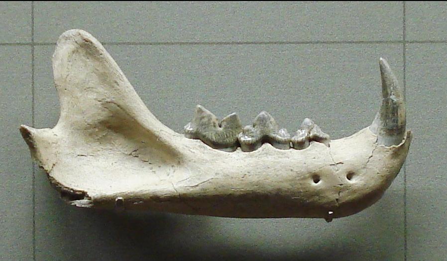 猫科动物演化史,猫科动物的演化史