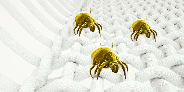 阴雨天怎么除螨虫,下雨天怎么杀死床单的螨虫