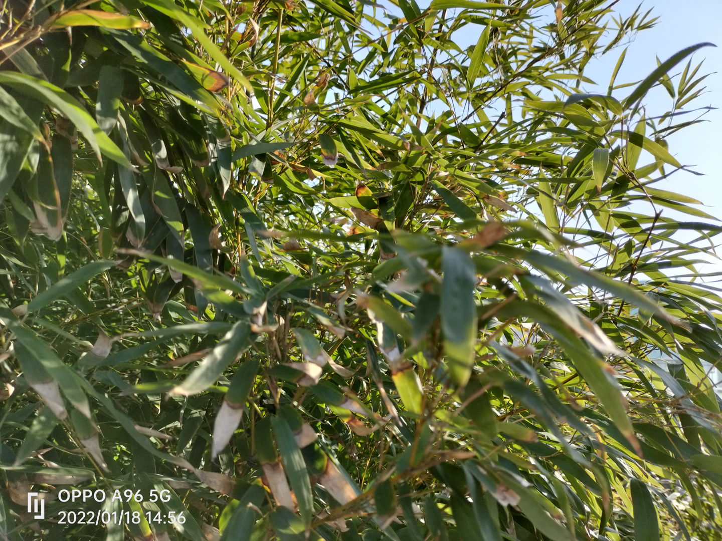 oppoa96上手体验,oppoa96是刘海屏吗