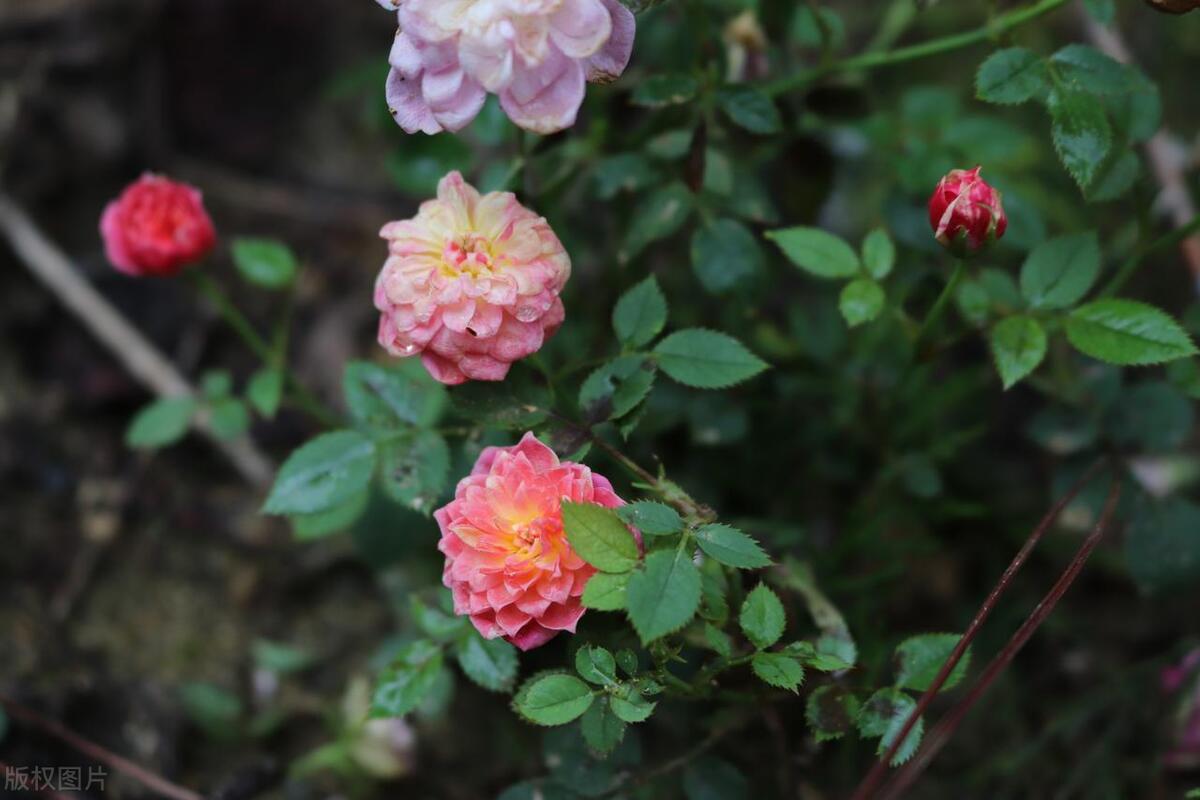 花市买回的花如何处理,花市买花回家后怎么养