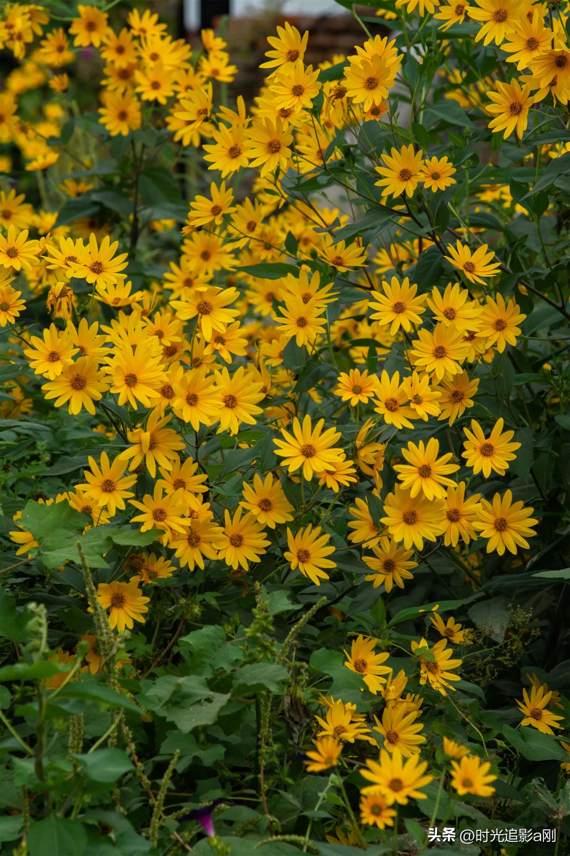 蓝眼菊的花语,七彩菊花语和寓意