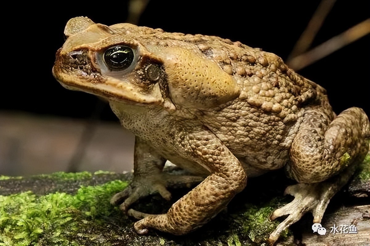 蝌蚪和蟾蜍的卵如何区别,如何分辨蝌蚪长大是青蛙还是蟾蜍