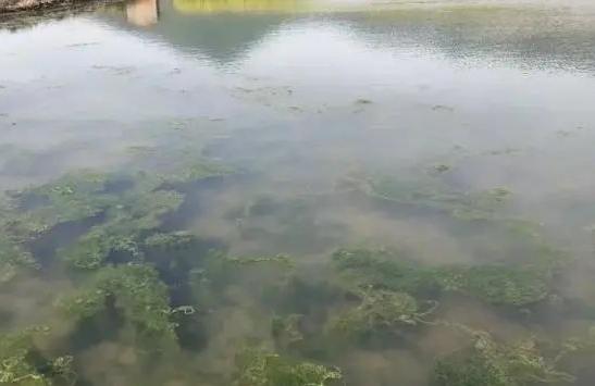 青苔解决方案,青苔应该怎么处理