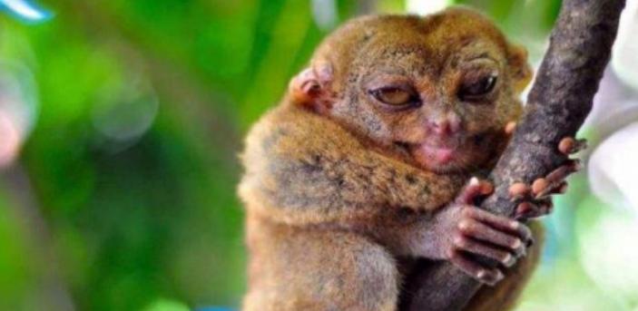 亚洲最萌动物大熊猫,国外评最可爱动物大熊猫排第三