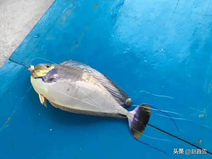 麻袋的日常,麻袋里的快乐