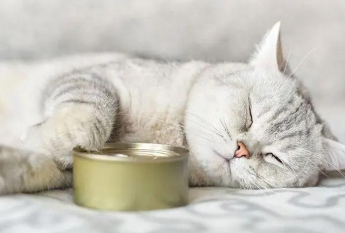 猫咪口臭严重是得了什么病吗,猫咪口臭的症状和治疗方法