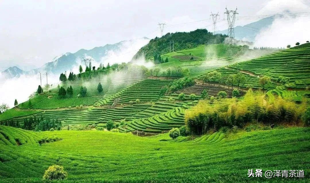 中国茶叶第一产茶大省,陕西中国茶叶第一大省