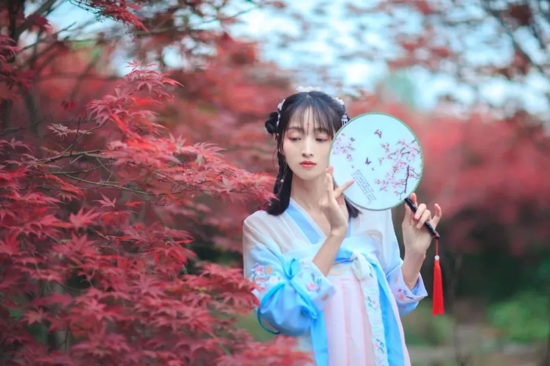 「秋天必看」枫树图鉴22年版——鸡爪枫及日本枫篇