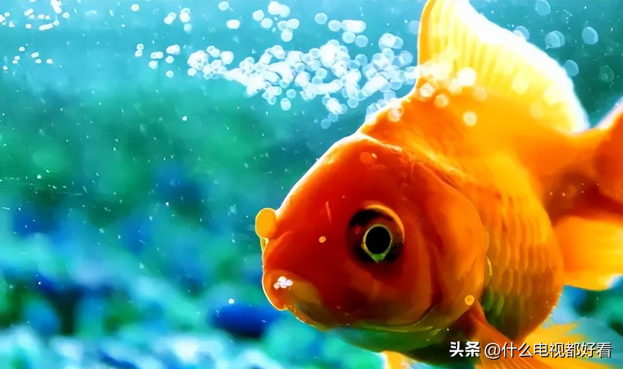 观赏鱼冬天怎么养能活,冬天鱼在鱼缸怎么办