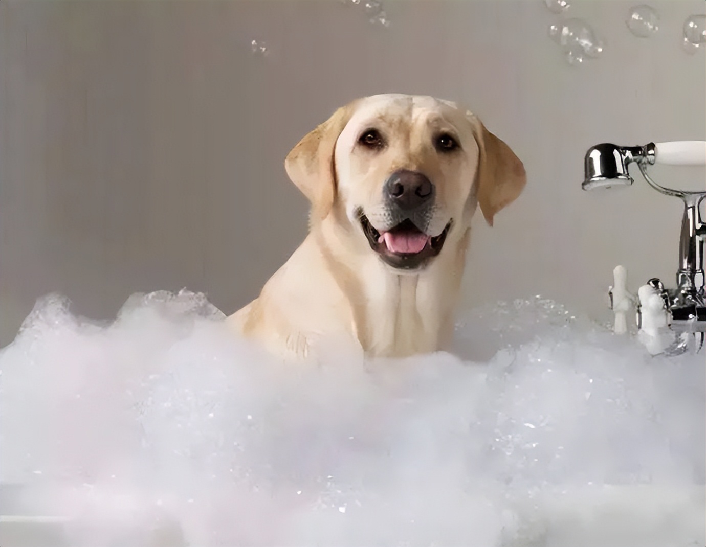 狗狗的卫生,狗狗的牙齿有什么注意事项