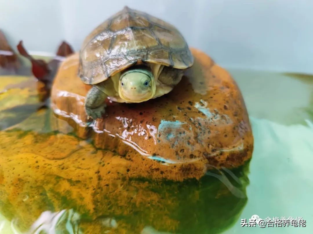 新手养小龟苗要注意什么,养殖龟苗要怎样喂食才合理