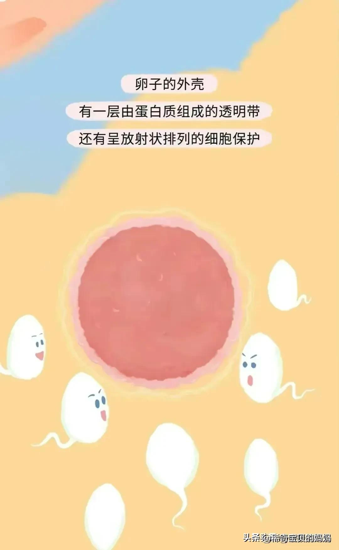 科普知识小蝌蚪怎么成长为青蛙,小蝌蚪动画的成长过程