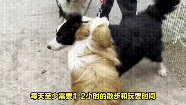 边牧如何养全面教程,如何让边牧养肥