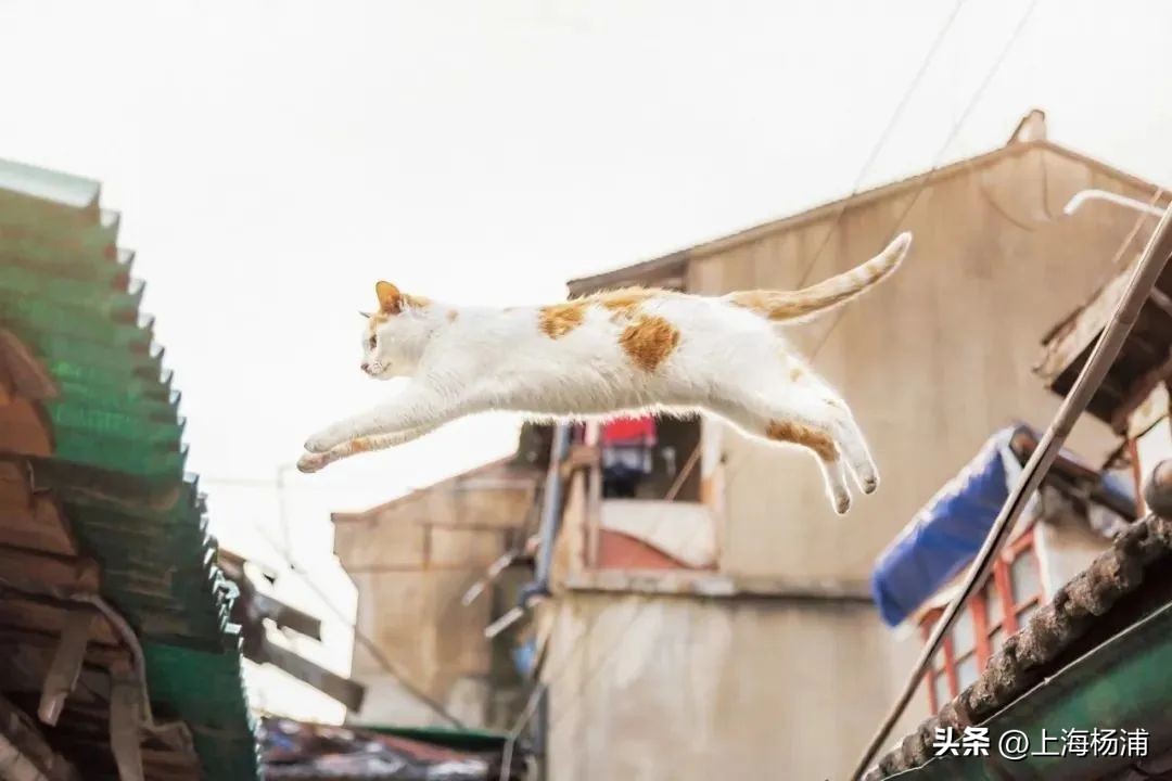 速来围观！这一大赛获奖作品出炉！发现杨浦的“小而美”