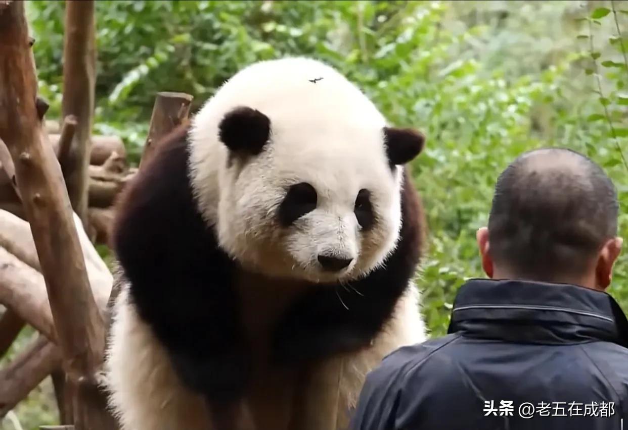 成都到布达拉宫旅游详细攻略,成都自驾张家界旅游详细攻略